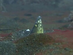 Lembeh, North Sulawesi Stock Footage