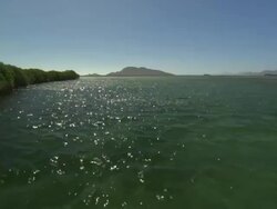 Mangroves, point of view. Mexico  Stock Footage