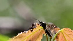 Ants fighting for territory on the foliage. Stock Footage