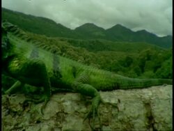 CU Common Garden Lizard, Calotes versicolor, crawling on branch, mountain landscape in background, Western Ghats, India Stock Footage