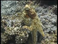 Octopus changes colour and texture to hide in reef; excellent mimicry Stock Footage