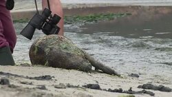 CLEAN: France closes algae-contaminated beaches News Clip