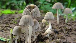 mushroom Stock Footage