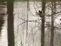 HD: Ducks Stock Footage