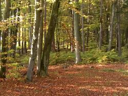 Autumnal deciduous forest Stock Footage