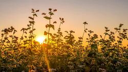 MS DS Buckwheat At Sunset Stock Footage