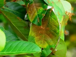 Red ants with their nest Stock Footage