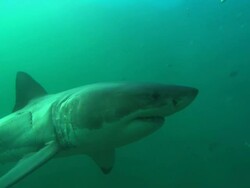 White shark, South Africa, Gansbaai  Stock Footage