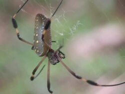 Giant Tropical Spider Stock Footage