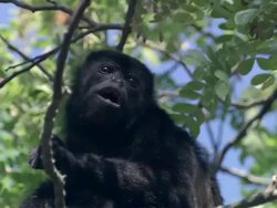 MS Howler monkey chewing / Guanacaste, Costa Rica Stock Footage