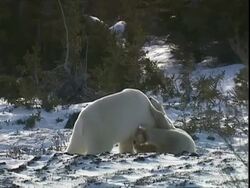 Polar bears (Ursus maritimus) play fighting, near Churchill, Manitoba, Canada Stock Footage