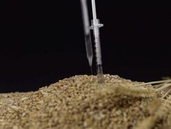 HD SUPER SLOW-MO: Genetically Modifying Wheat Stock Footage