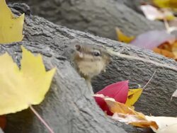 CU R/F Eastern chipmunk (Tamius striatus) gathering seeds and peanut pieces at base of large tree amidst autumn leaves / Valparaiso, Indiana, United States Stock Footage