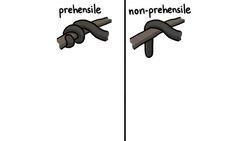 Why Only Some Monkeys Have Awesome Tails Instructional Video