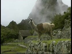 Llama eating near terrace, Machu Picchu, MS, Peru Stock Footage