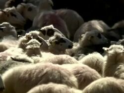 Medium pan-right - Sheep are clustered together in Greece. / Greece Stock Footage