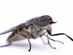 Horse Fly Stock Footage