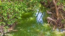 Mangrove River. Stock Footage