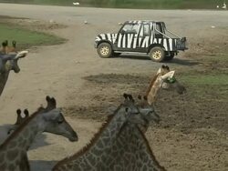 Pull Back Shot Giraffes Safari World Bangkok Thailand Stock Footage