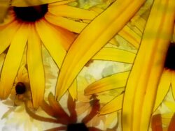 YELLOW CONEFLOWERS : colorful, unilateral (LOOP) Stock Footage