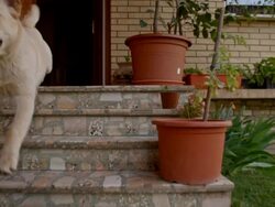 SLO MO Young dog running out of the house Stock Footage