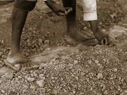 Seed Plantation Stock Footage