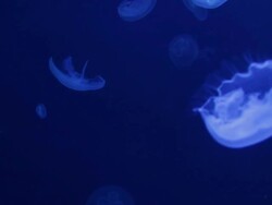 Jellyfish swimming on blue Stock Footage
