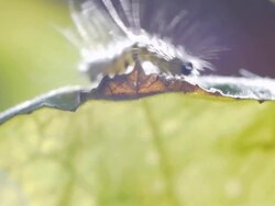 In the stem creeping caterpillar. Stock Footage