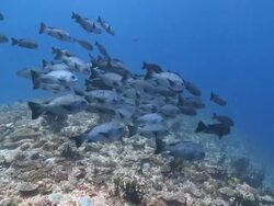 School of Black Snappers (Macolor niger) drifting slowly above reef, profile, side view, Vaavu Atoll, The Maldives Stock Footage