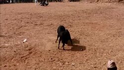 CLEAN : Thousands cheer on Nepal bullfighting spectacle News Clip