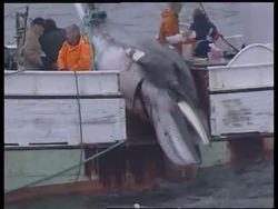 WRAP Whaling vessel catches whale + scientists at work + reax News Clip