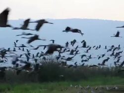 Common crane (Grus grus) Stock Footage