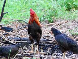 Asian domestic cock, chickens Stock Footage