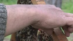 CLEAN : Greek bees holding their own News Clip