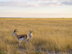 WS Two Springbok Gazelles In Namibian Savannah Stock Footage