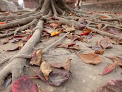 Tree and leaf Stock Footage