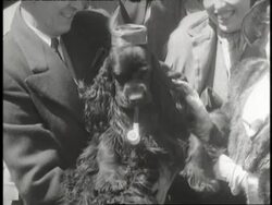 A cocker spaniel wears a hat and smokes a pipe in the Easter Parade. News Clip
