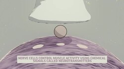 Animation: How Nerve Agents Attack News Clip