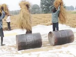 Rice Harvesting Stock Footage