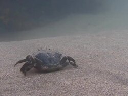 Crab Stock Footage