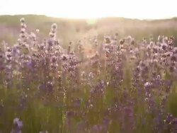 Lavender Field Stock Footage