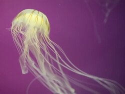 Chicago's Shedd Aquarium Stock Footage