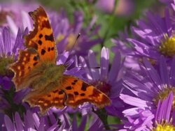SLOW MOTION: Comma Butterfly Stock Footage