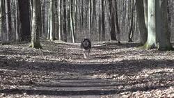 dog running in the forest Stock Footage
