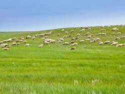 Flock of sheep on grassland Stock Footage