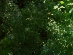 Seed Dispersal, Platypodium seeds fall from tree, view from tree, follows seeds falling; Panama; Stock Footage