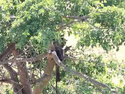 Leopard eating freshly killed antelope on the tree Stock Footage