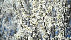 Blossomed tree Stock Footage