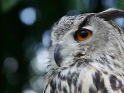 CU European eagle owl looking around / Vieux, Normandy, France    Stock Footage
