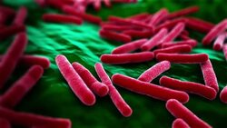 E Coli Virus Background Stock Footage